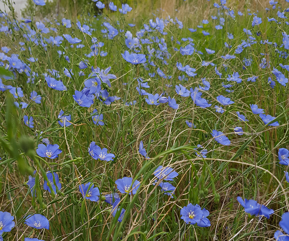 WILD FLOWER