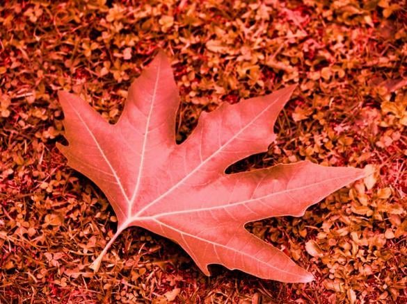 THE CHINAR LEAF