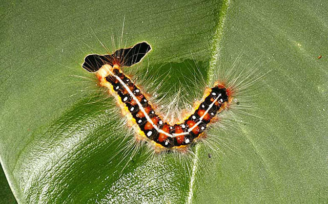 CRAWLY CREEPY CATERPILLAR