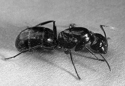 FABLE POETRY BINGO THE BIG BLACK ANT