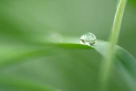 DEW DROP